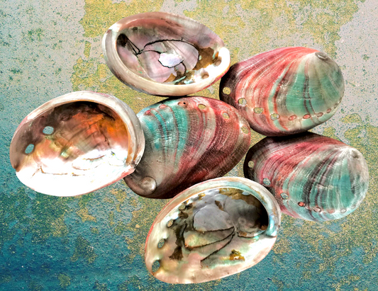 #7116 Red Abalone Seashell Brush-polished 2"- 3"