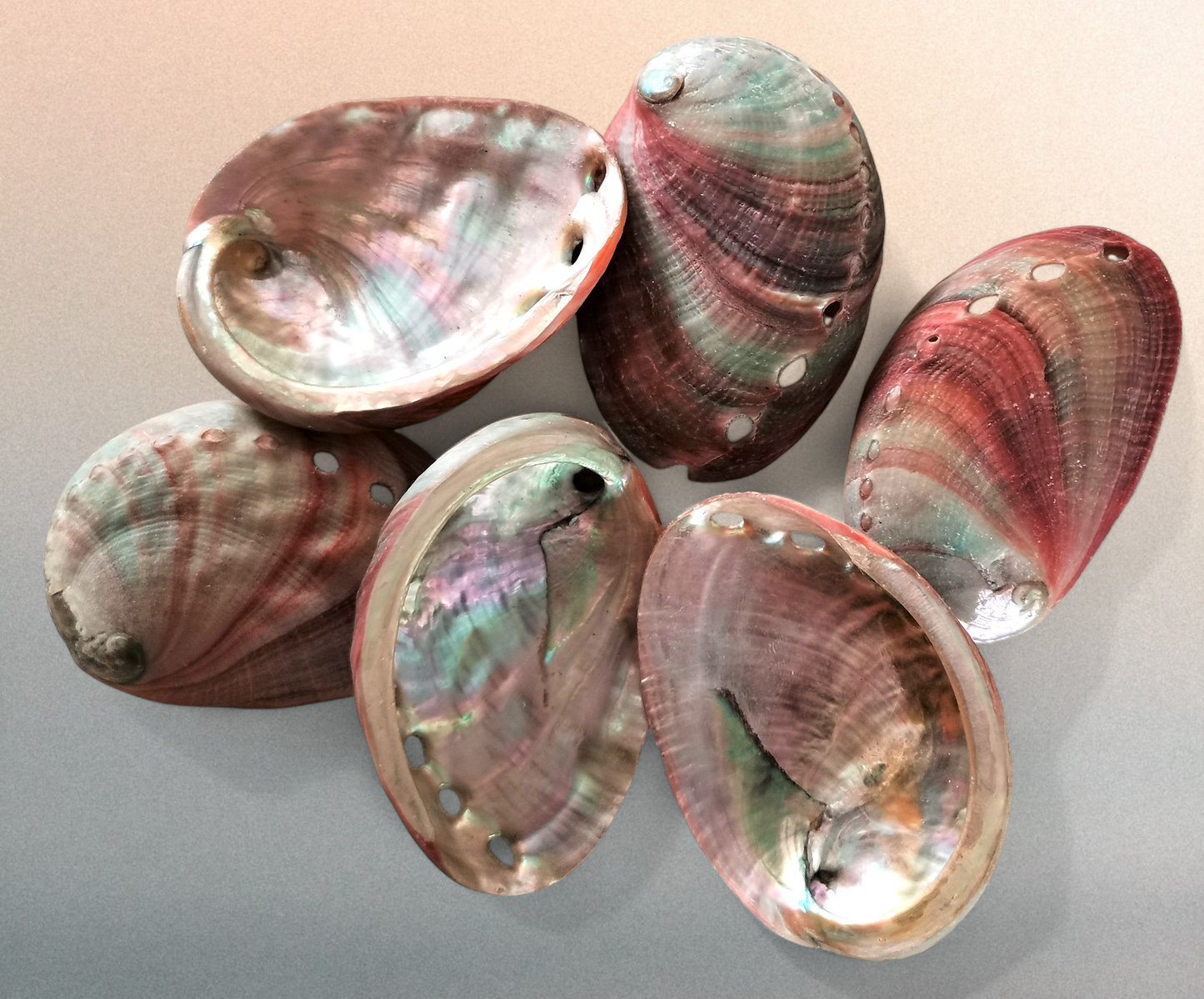 #7116SP Brush-polished Red Abalone 3"- 3 3/4"