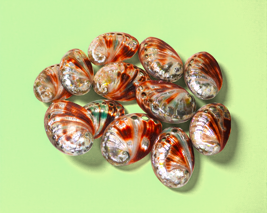 7117B Red Abalone Seashell Polished 1 1/2"- 2"