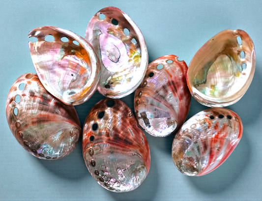 #7117 Red Abalone Seashell Polished 2"- 3"