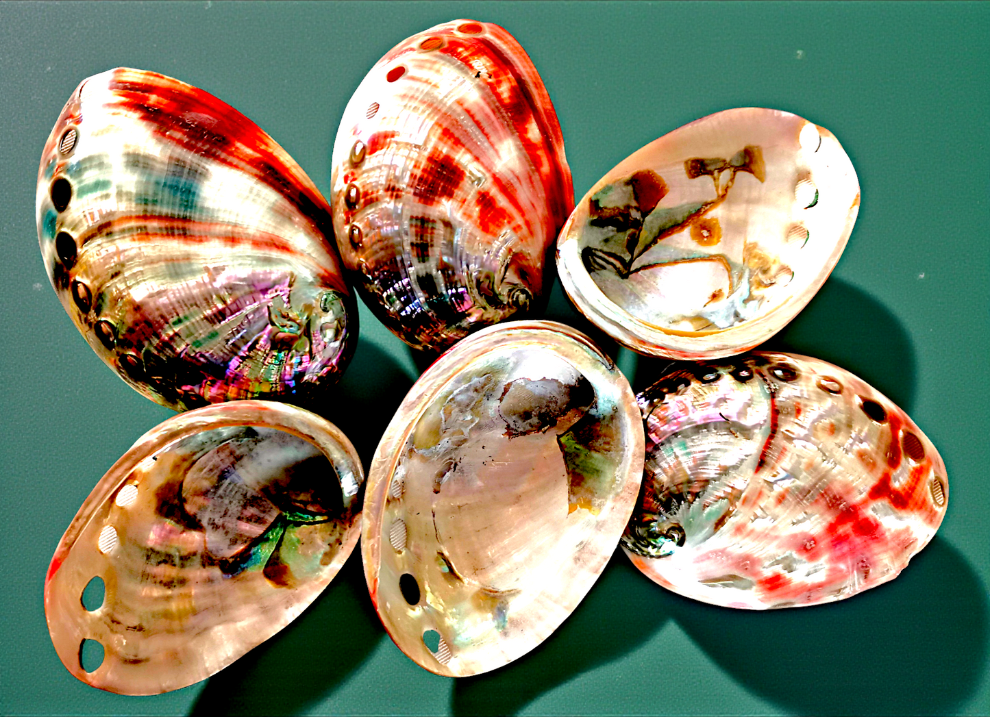 #7118 Polished Red Abalone Seashell 3"- 4"