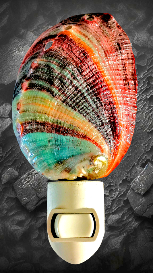 #7119A Red abalone brush-polished Nitelight 4"-5"