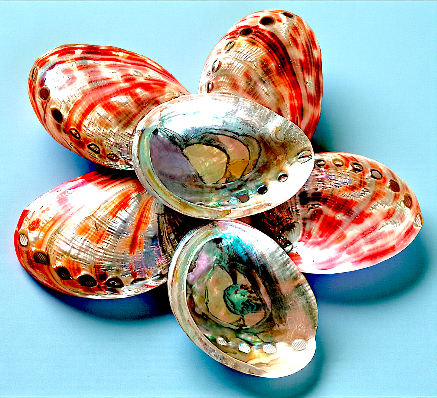 #7119 Polished Red Abalone Seashell 3"- 4 1/2"
