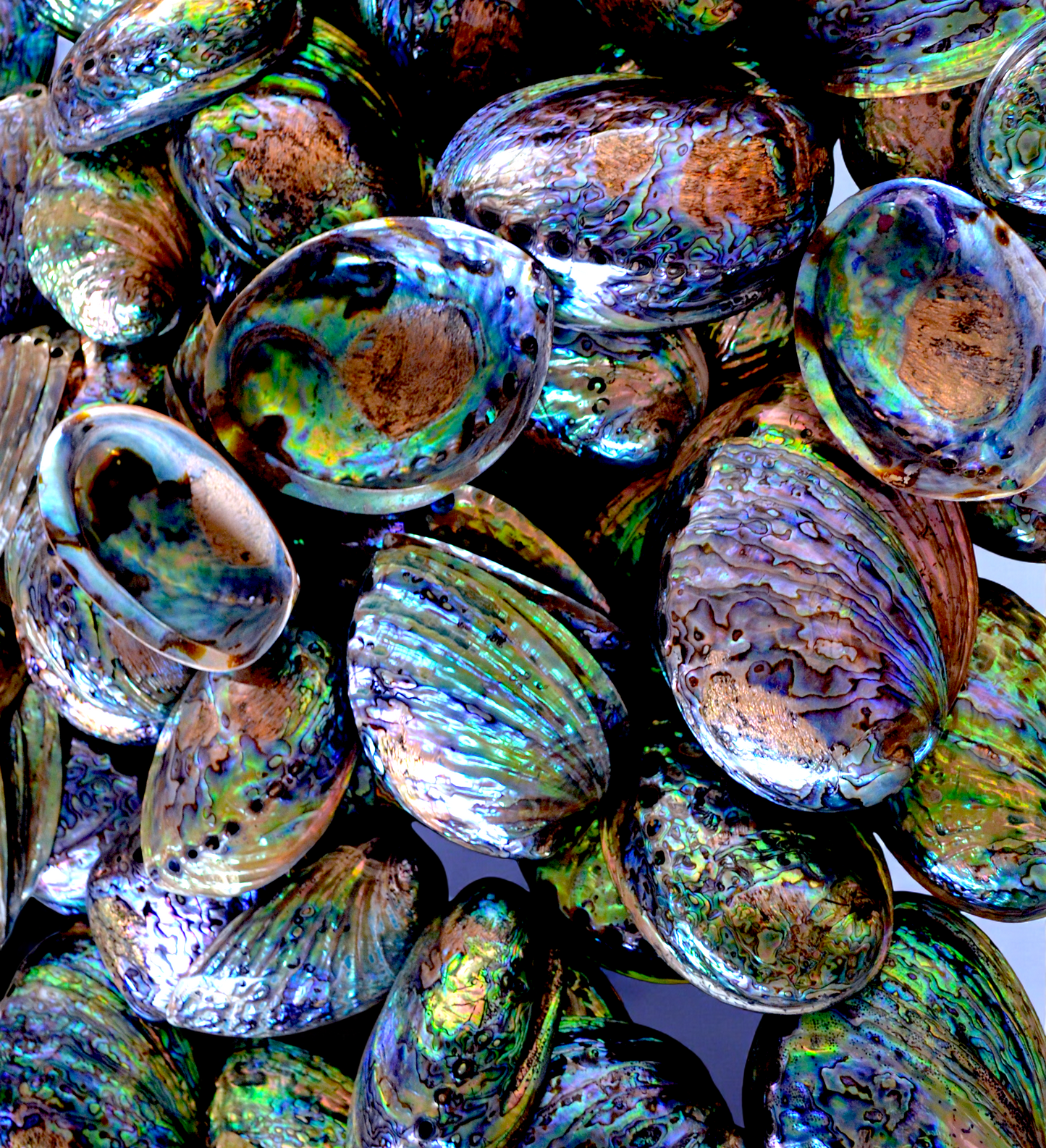 #7120A Haliotis Iris/Paua Seashell Polished 5"- 6"