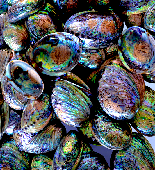 #7120A Haliotis Iris/Paua Seashell Polished 5"- 6"