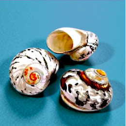 #7130 Turbo Sarmaticus Seashell Polished 1 1/2"- 2"