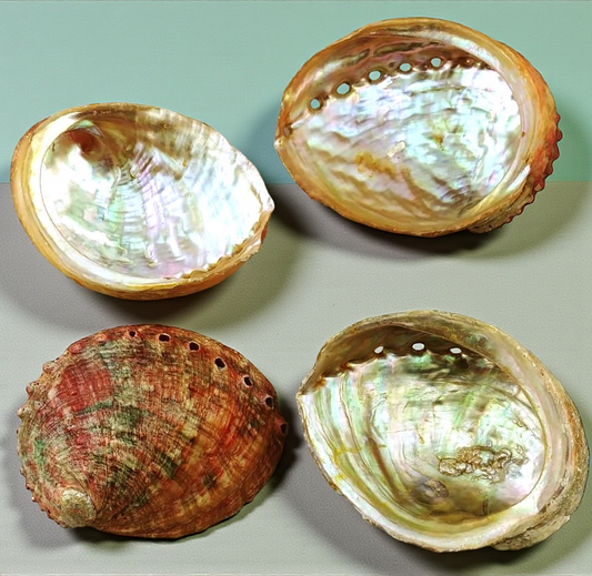 #7132AB Brush-polished Abalone Shells 4"- 5"