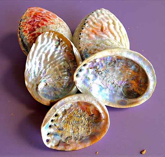 #7132 Brush-polished Midas Abalone Seashell 4"- 5"
