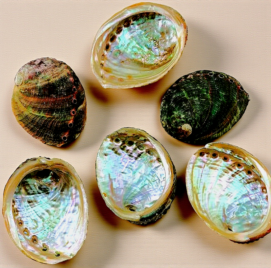 #7133AB Brush-polished Abalone Shells 3"- 4"