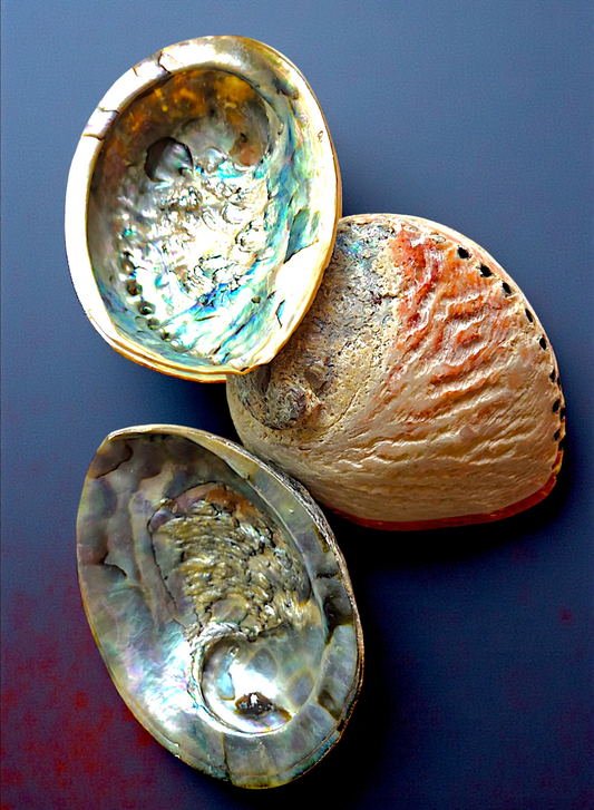 #7133 Brush-polished Midas Abalone Shell 3"-4"