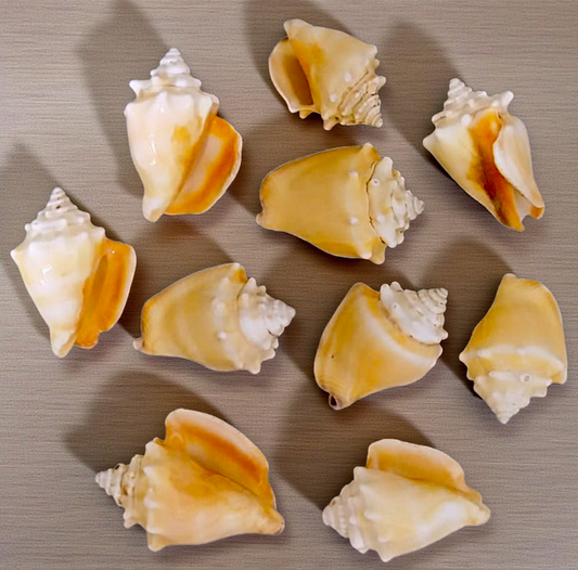 #7157 Polished Fighting Conch (Strombus pugilis) Seashell 2"-3"