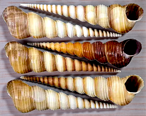 #7164M Polished Turritella Shells 2"- 2 3/4"
