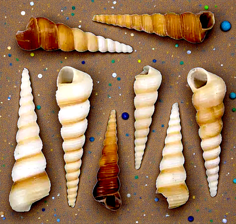 #7164S Polished Turritella Seashells 3/8"- 1 1/2"
