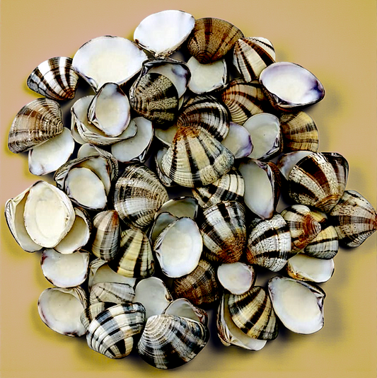 #7172 Polished Zebra Donax Seashells