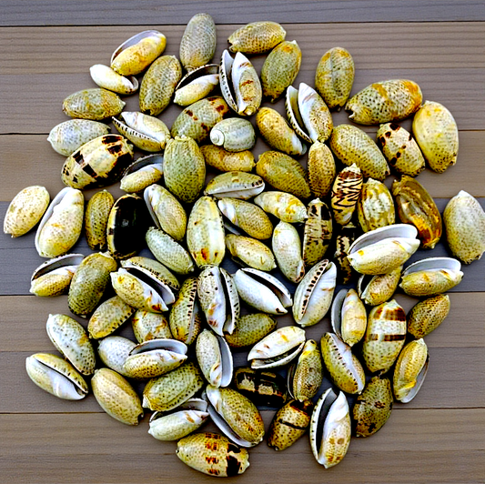 #7173 Polished Olive Seashells