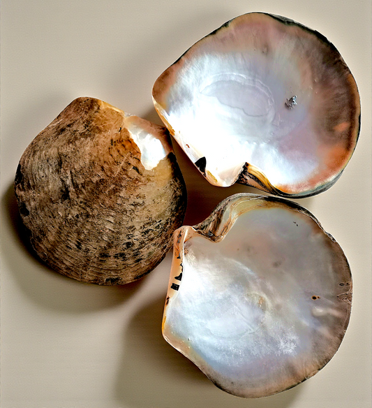 #7195 Brush-polished Mother of Pearl Seashell 4"- 5"