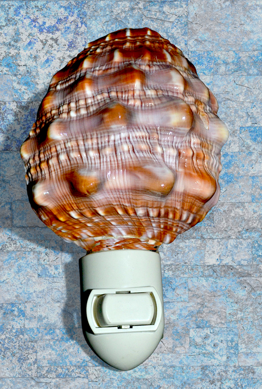 #7197 Cameo shell nightlight 5"+