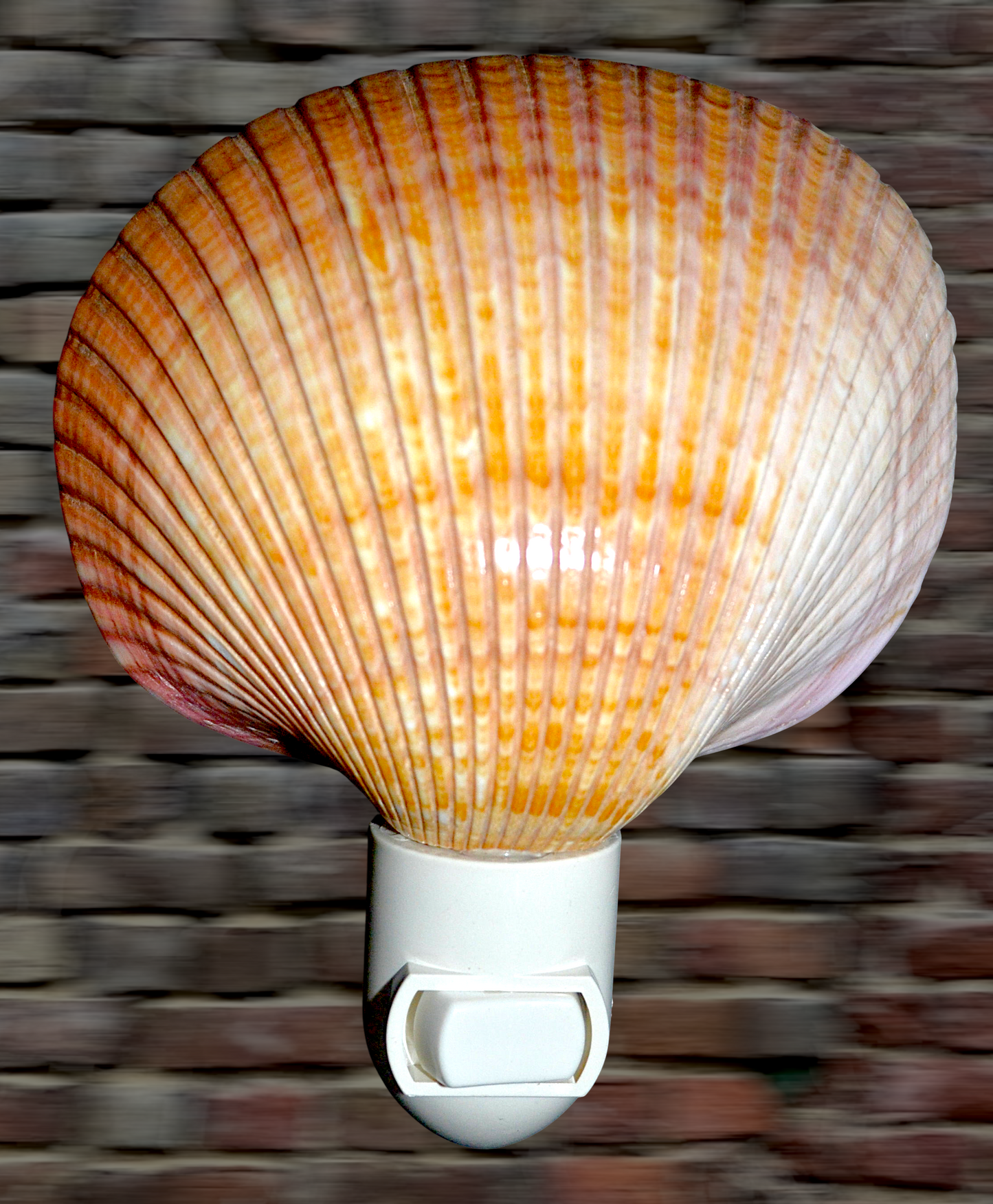 #7201 Cardium seashell nightlight 4"- 5"