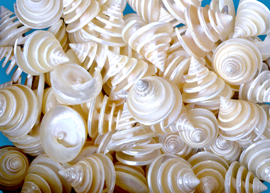 #7216 Spiral-cut Trocha Shells 2"- 3"