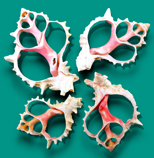 #7222 Pink Murex Seashell Center Cut 3"- 4"