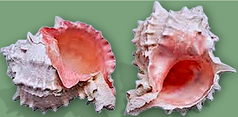 #7224 Pink Murex Seashell Polished 4"