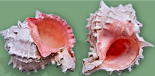 #7224 Pink Murex Seashell Polished 4"
