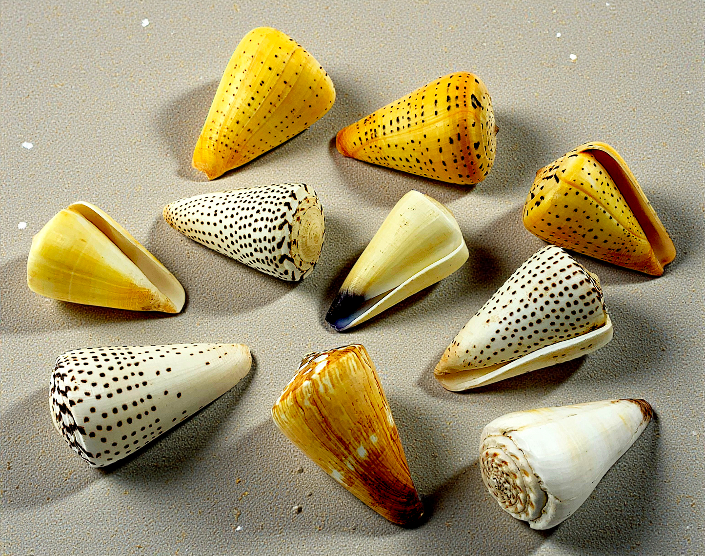 #7231 Polished Assorted Cone Shells 3"- 4"