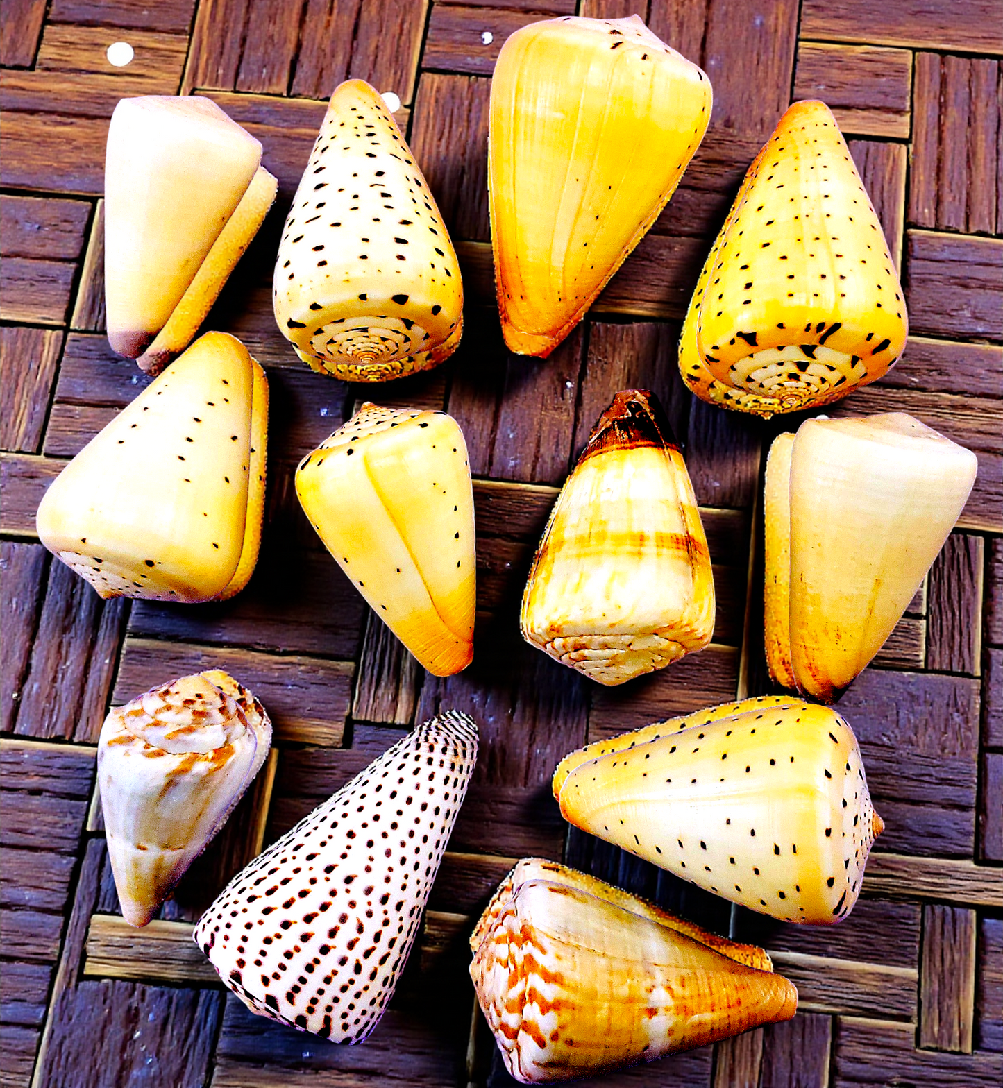 #7232 Polished Assorted Cone Shells 2"-3"