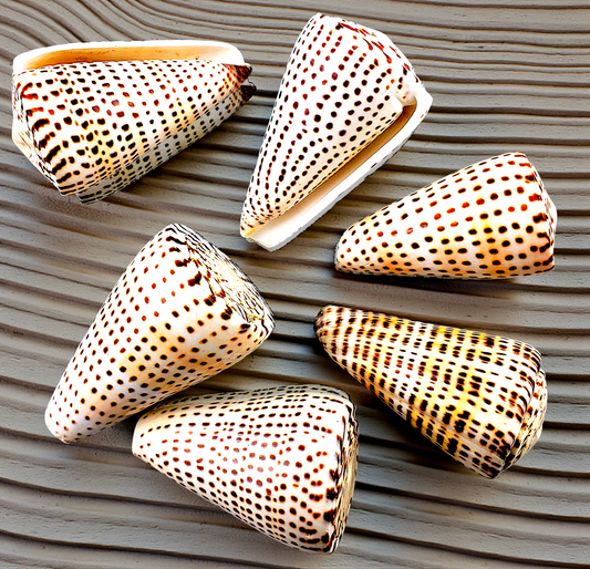 #7245 Polished Conus Litteratus Seashell 2"- 3"