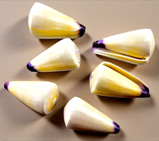 #7249 Polished Conus Virgo Seashell 2"-3"
