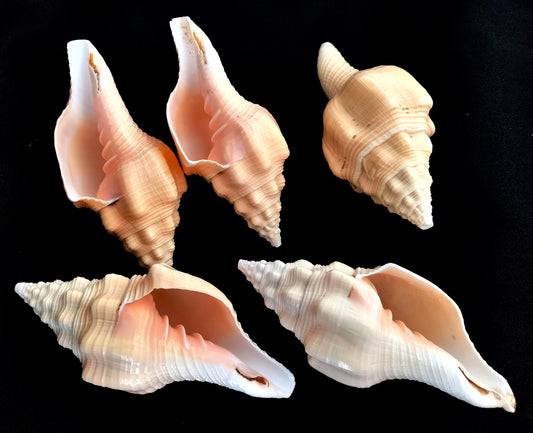 #7311 Polished Shanka Seashell 4"-5"
