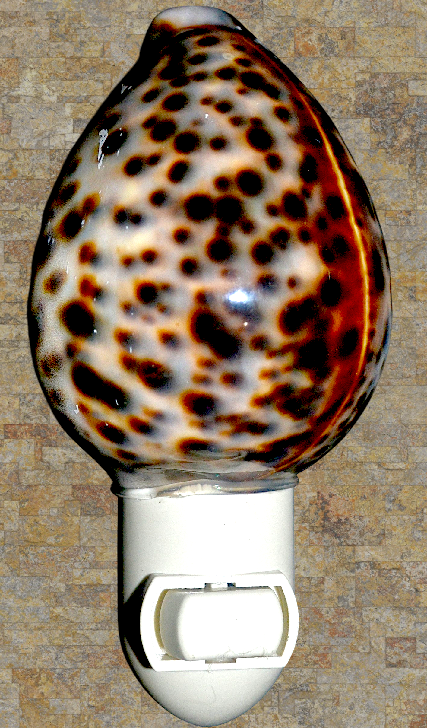 #7332 Tiger cowrie nightlight 4"- 5"