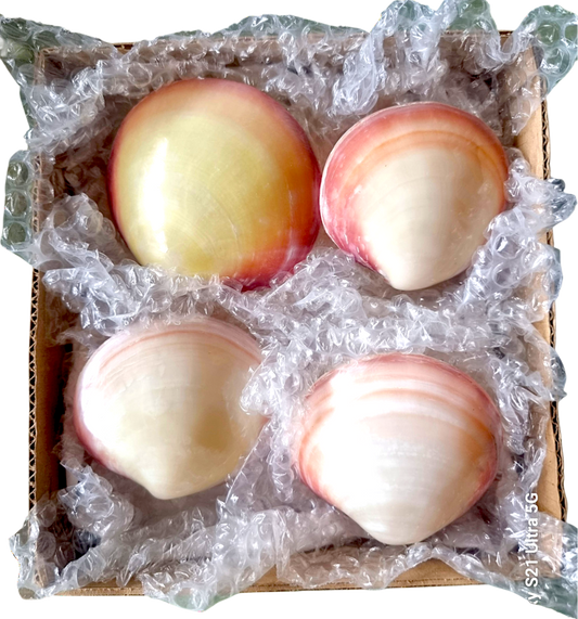 #7338 Polished Pink Clam (Codakia Tigerina) Seashell paired