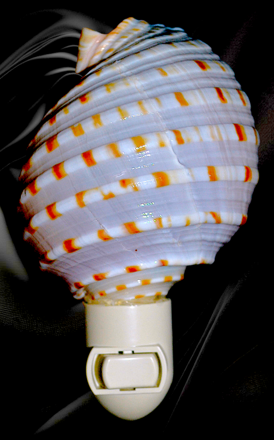 #7344 Tonna Dolium Seashell Nitelight 5"+