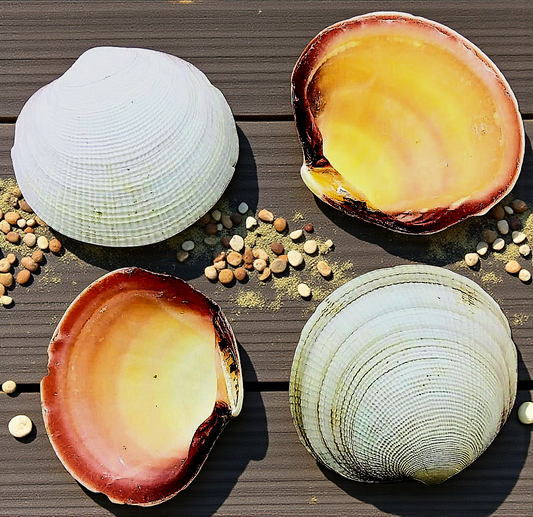 #7347A Pink Clam 3 -3.5" (Codakia Tigerina)