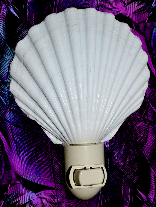#7348 Deep scallop polished nightlight 4"- 5"
