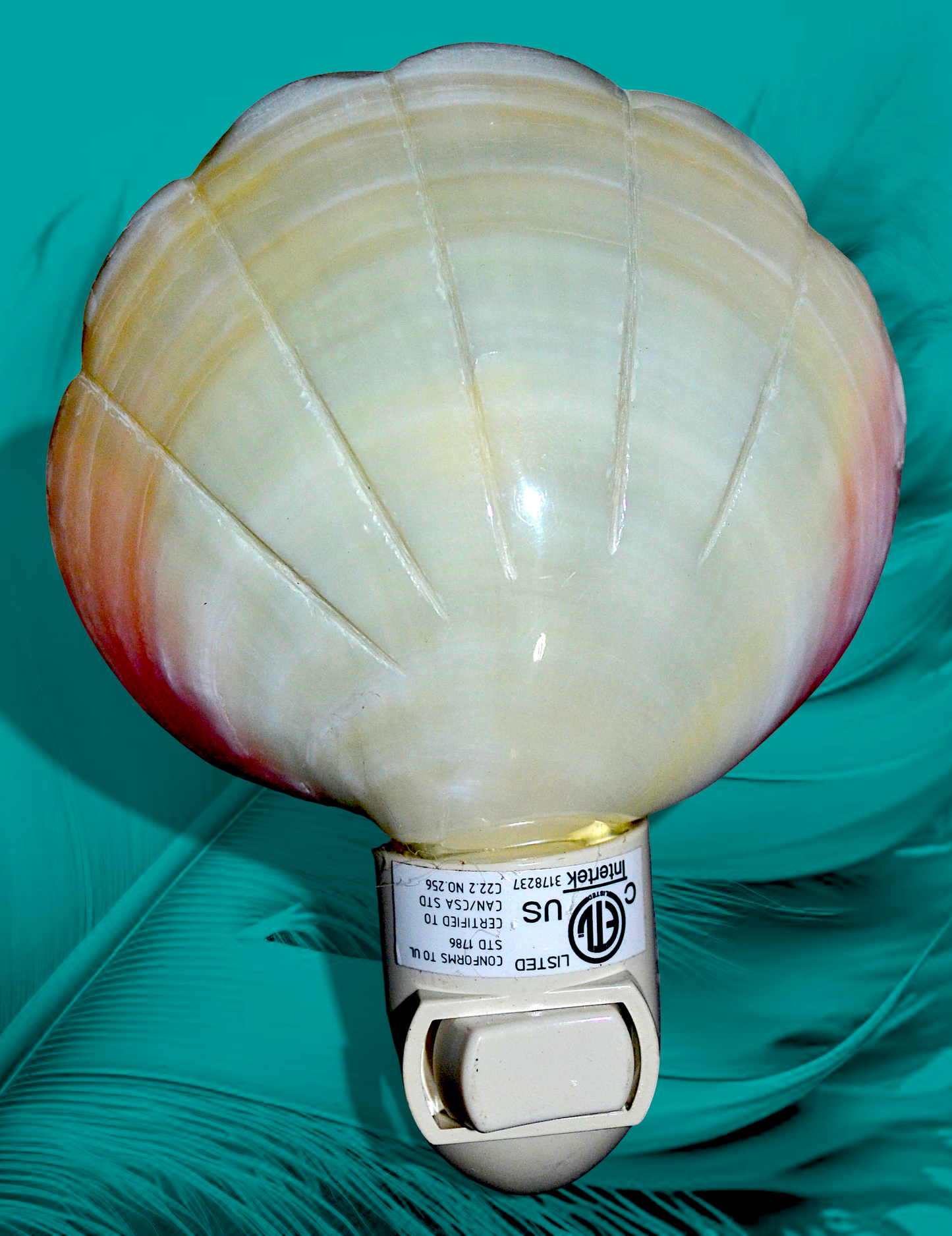#7349 Pink clam (Codakia tigerina) Nightlight 4"- 5"