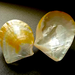#7355 Pearl-polished Mother of Pearl Seashell 1 1/2"- 2"
