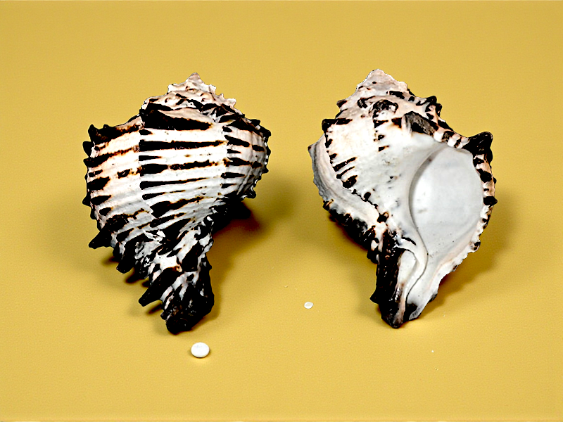 #7362 Polished Black Murex (Muricanthus nigritus)  Seashell 3"- 4"