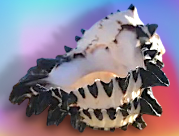 #7362L Polished Black Murex (Muricanthus nigritus) Seashell 5"- 6"