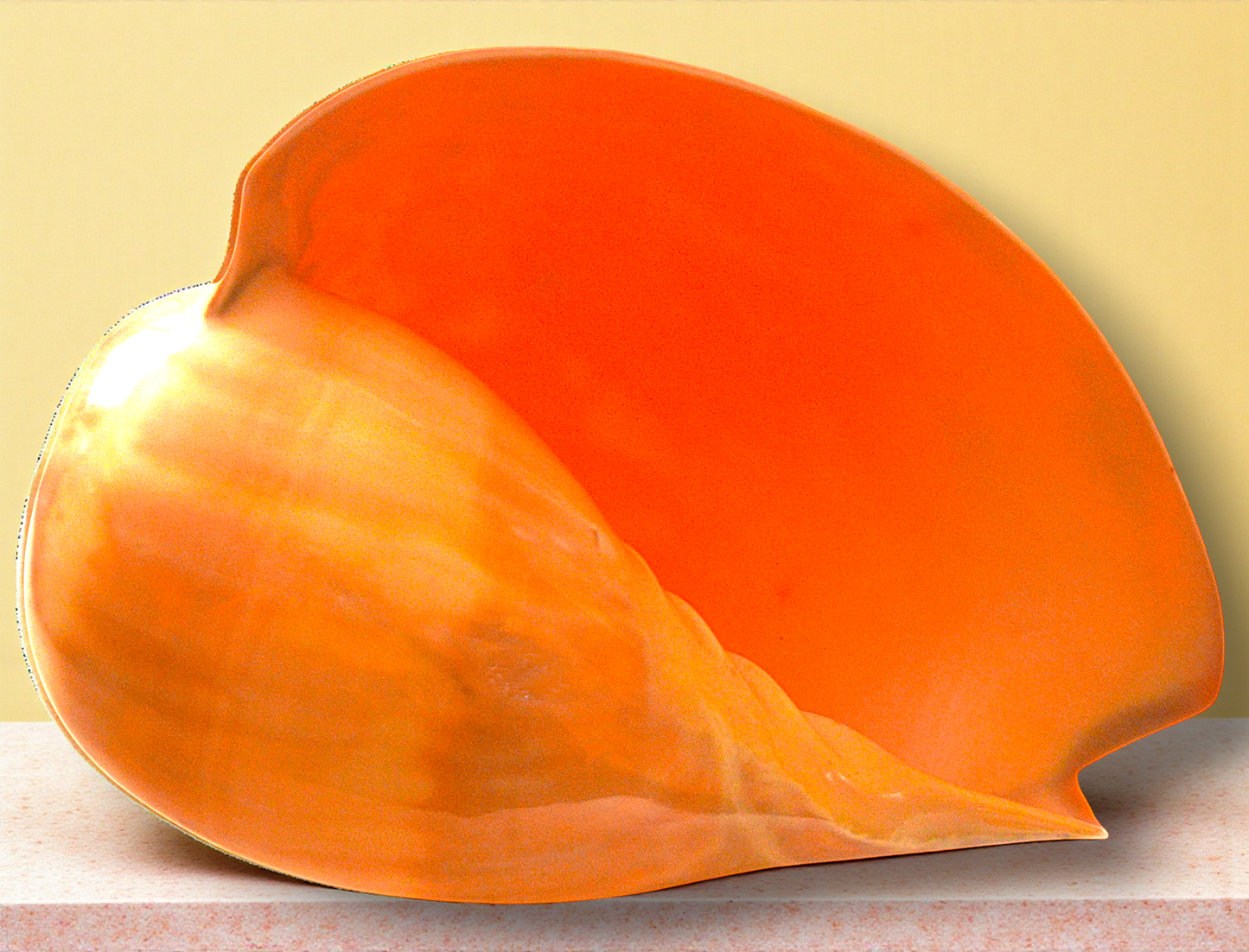 #7364 Polished Melo Seashell 9"+