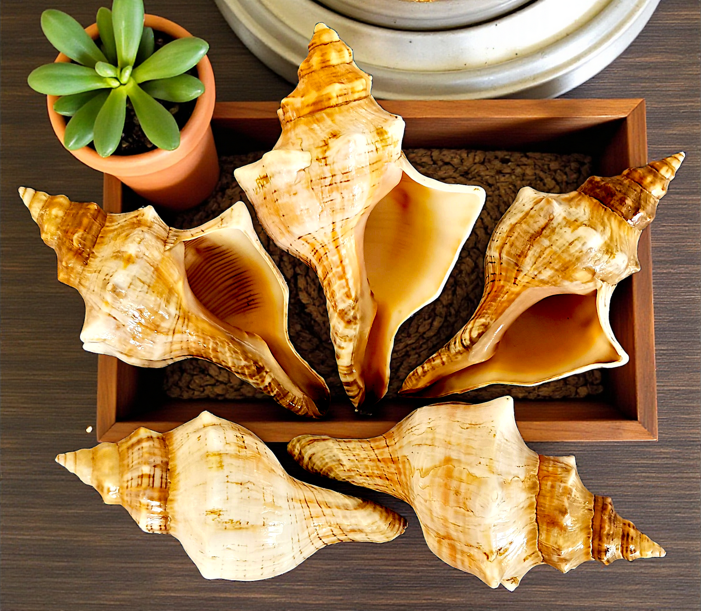 #7365 Polished Fox Shells (Fasciolaria trapezium) 3"- 4"