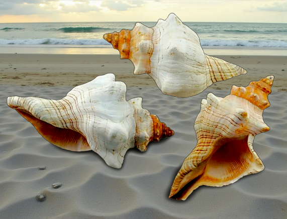 #7367A Polished Fox Shells (Fasciolaria Trapezium) 6"-7"