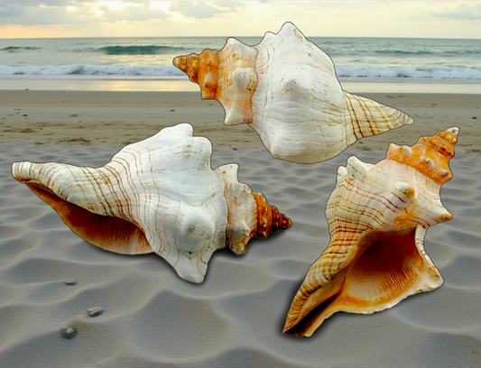 #7367A Polished Fox Shells (Fasciolaria Trapezium) 6"-7"