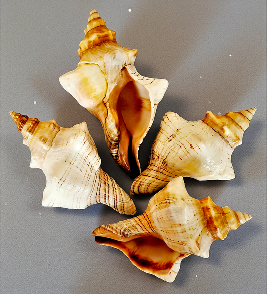 #7367 Polished Fox Shells (Fasciolaria Trapezium) 5"-6"