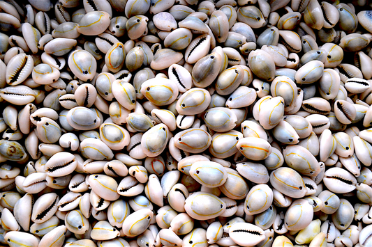 #7374 Ringtop Cowrie (Cypraea annulus) drilled