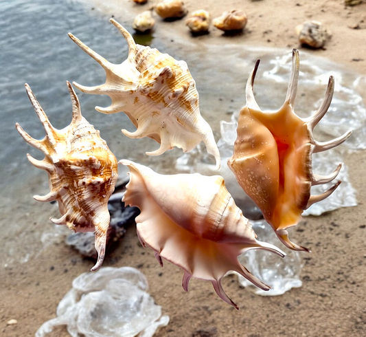 #7380 Polished Lambis lambis Seashell 3"-4"