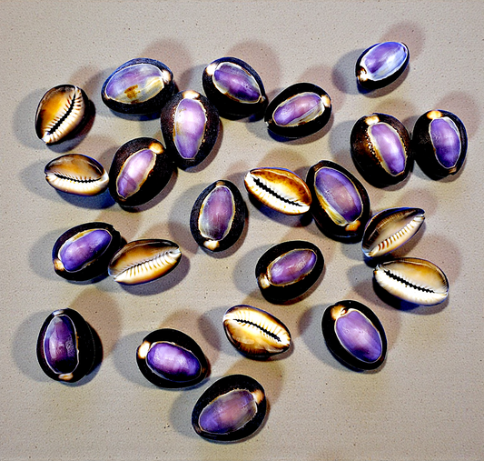 #7399 Snakehead (Cypraea caputserpentis) seashell purple top
