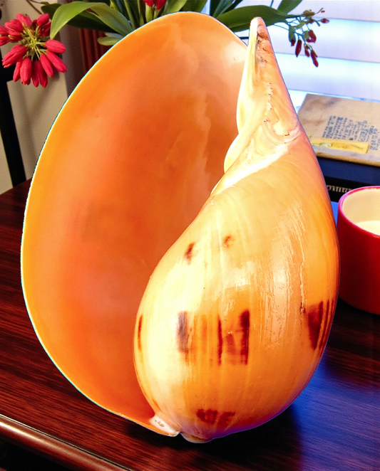 #7407 Polished Melo Seashell 6"-7"