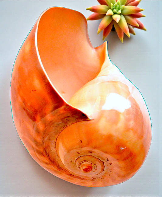 #7408 Polished Melo Shell 7"- 8"